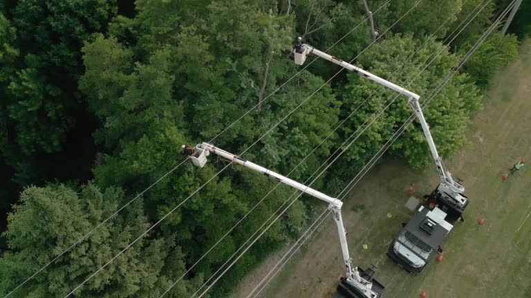 How Our Tree Care Process Works  in  Avilla, IN